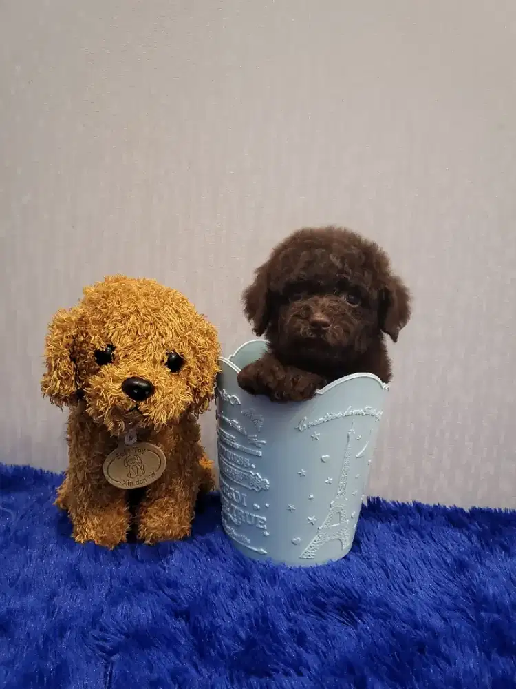 Toy Poodle Choco (brown)