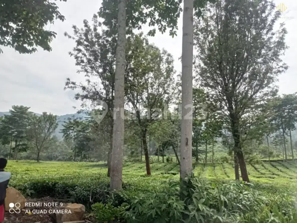 Tanah Strategis dan Potensial Puncak, Bogor