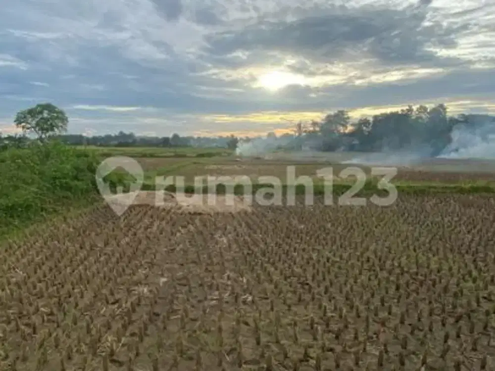 Tanah Subur Area Sawah Legok Tangerang, Cocok untuk Pertanian