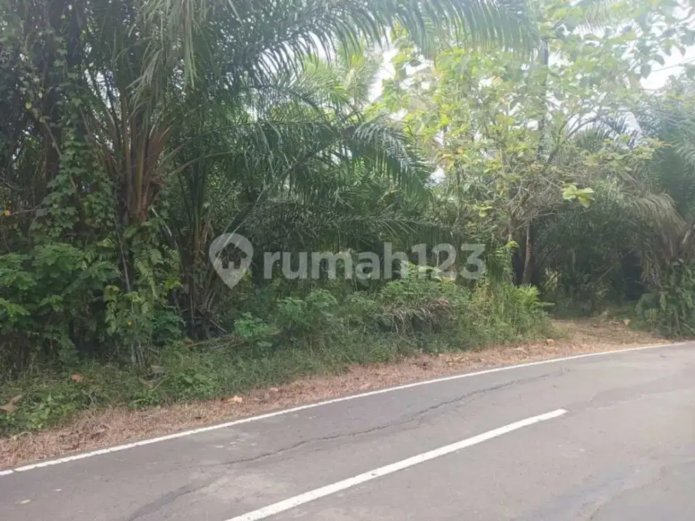 Kavling Tanah Cocok untuk Ternak Ayam di Cikesik Pandeglang