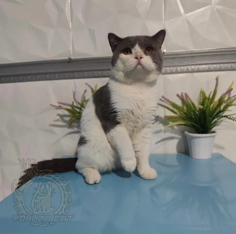 British shorthair bicolor jantan