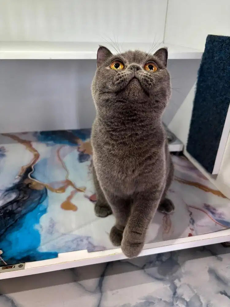British shorthair