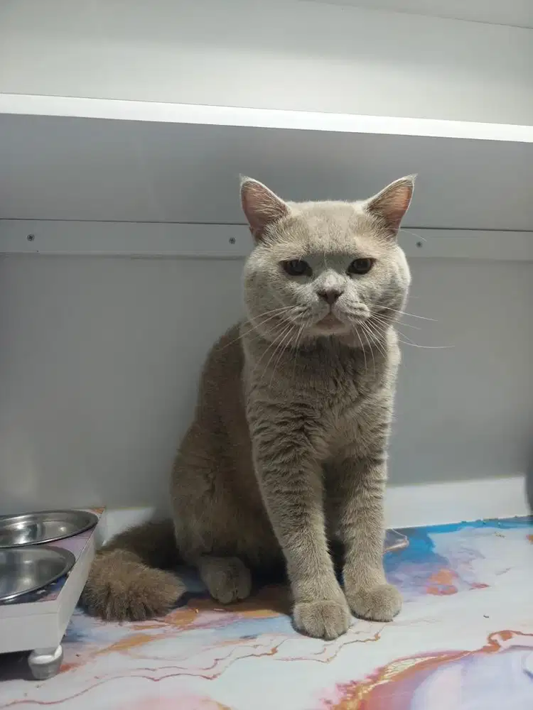 British shorthair lilac