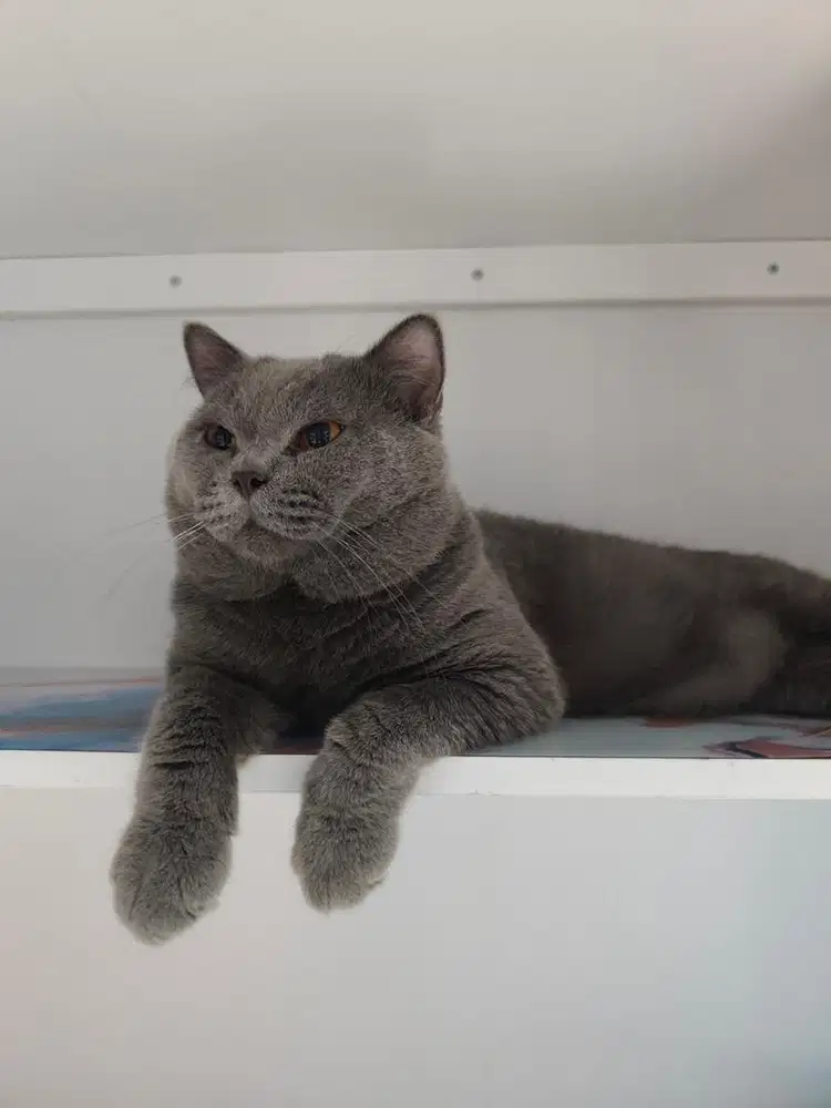 British shorthair