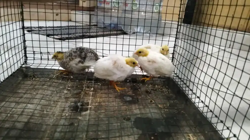 Burung puyuh batu