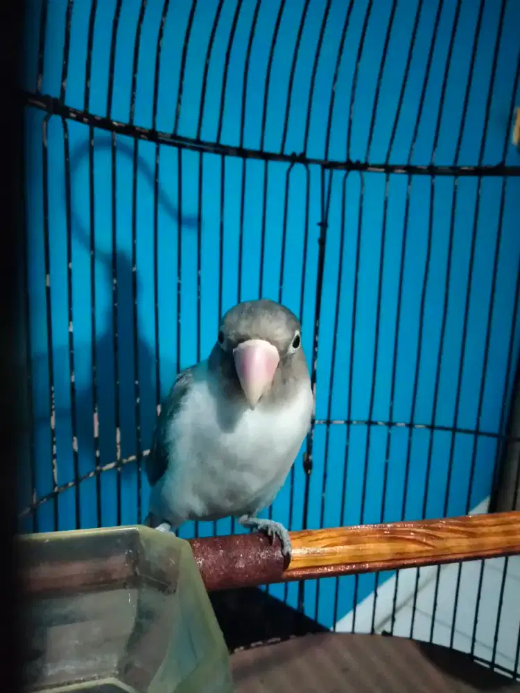 Burung love bird