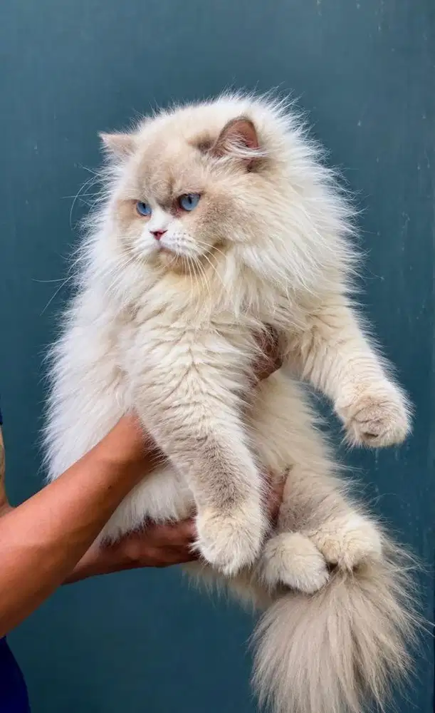 Ragdoll female 10 bulan all parent import