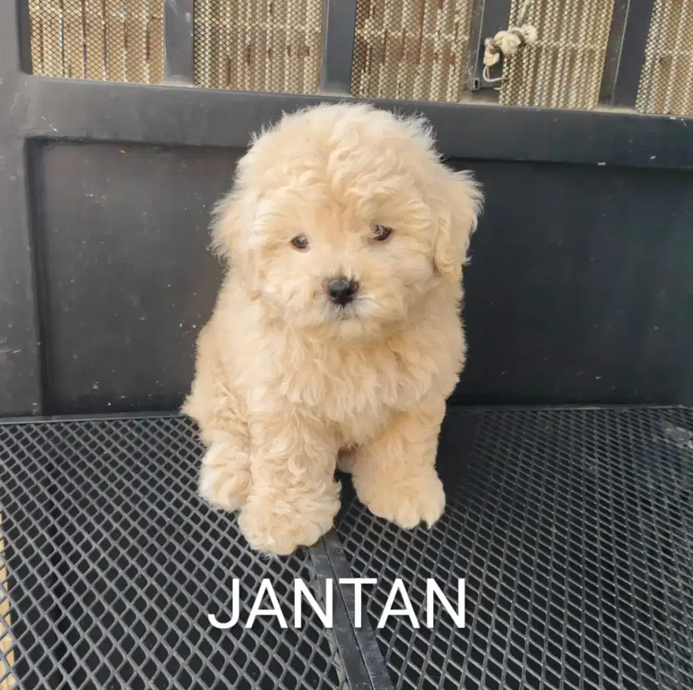 Ready poodle silver apricot  puppy jantan & betina