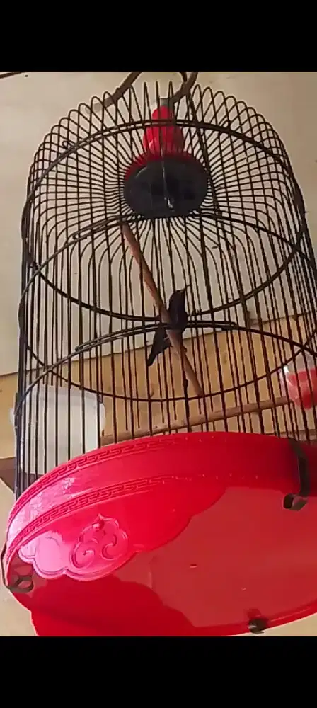 Burung konin masteran prospek