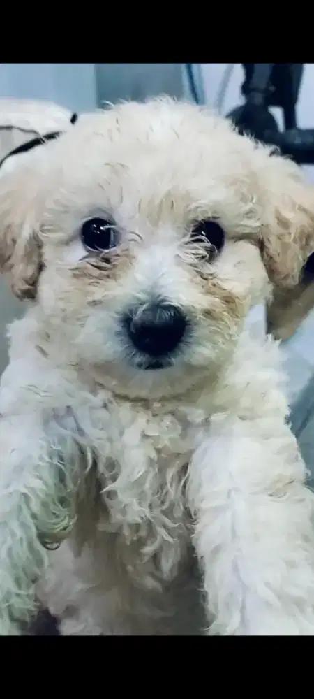 OPEN ADOP PUPPY DOGY UMUR 7 MINGGU