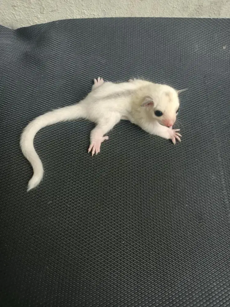 Dijual Sugar Glider Joey True Platinum Mosaic Jantan