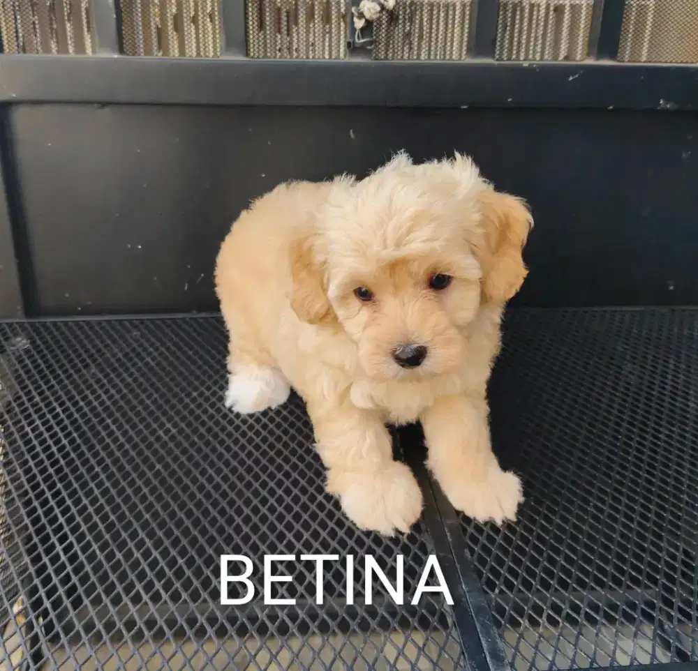 Poodle hanya Rp 1 juta nego habis.