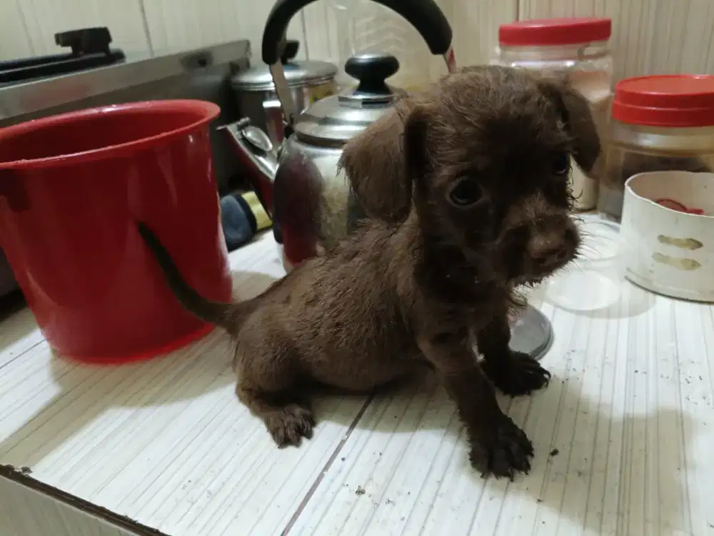 Mini sosis kuat makan