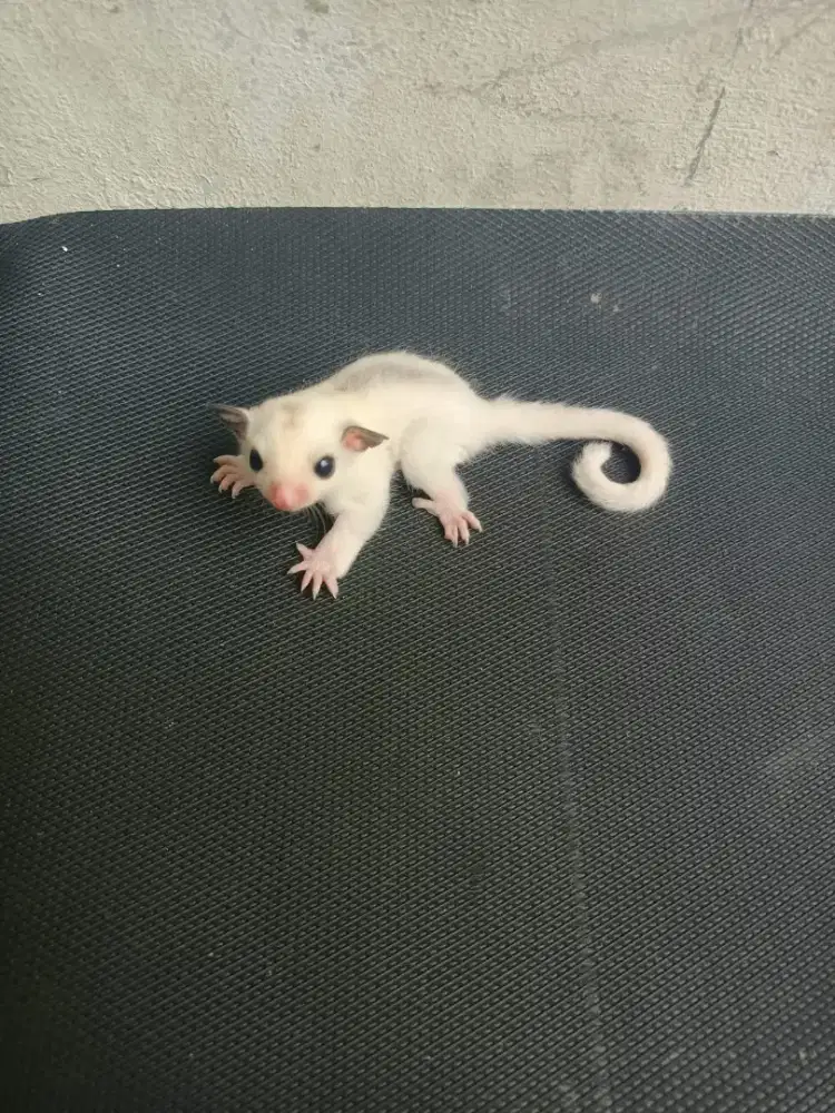 Dijual Sugar Glider Joey True Platinum Mosaic Betina