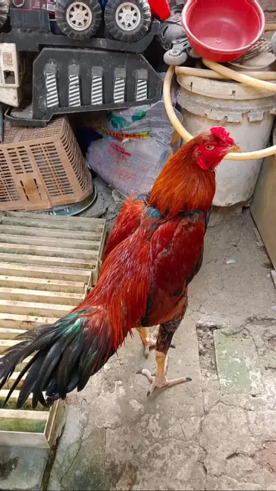 Jual ayam muda pola kuda lari