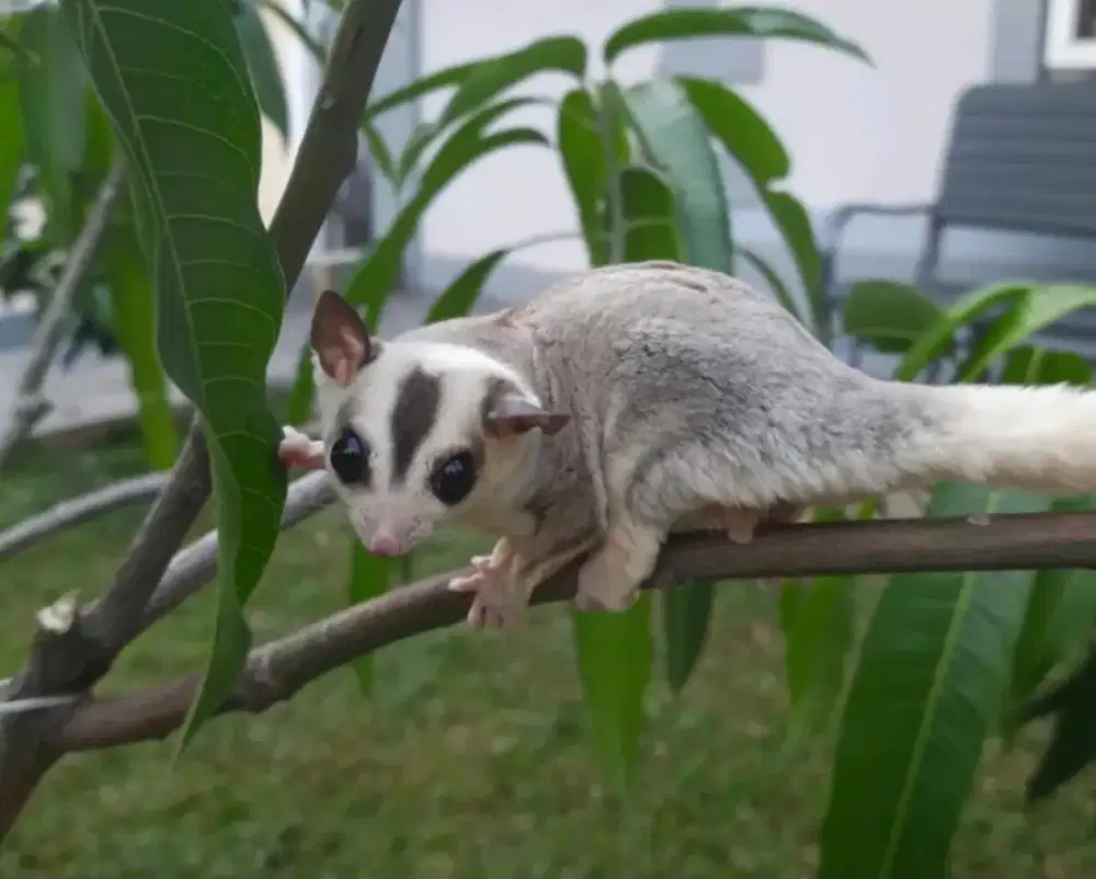 1 Ekor Sugar Glider Mozaik Jantan