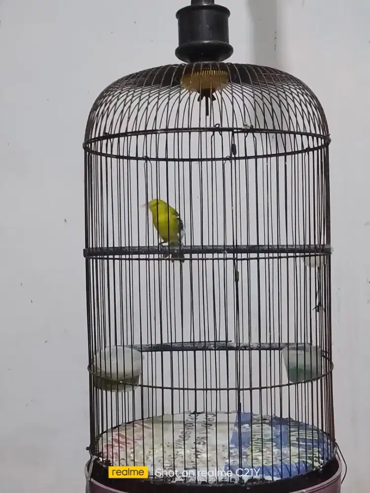 Sirtu harian bunyi