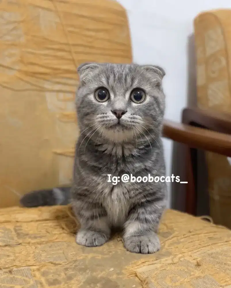 Kucing Munchkin Gaelic Fold Blue Tabby