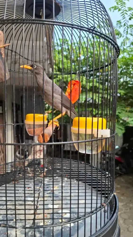 Jalak Kebo Maput Jinak