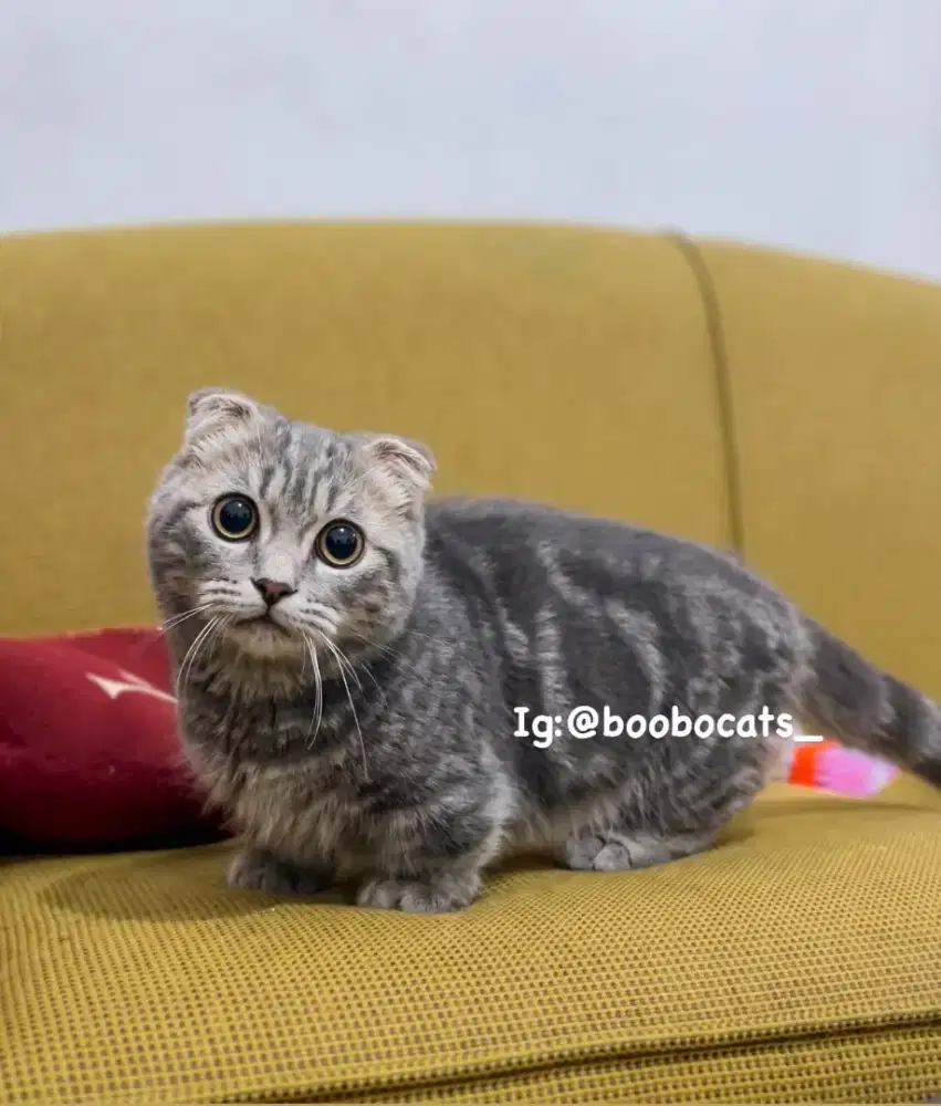 kucing munchkin gaelic fold blue tabby