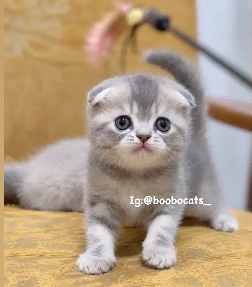 kucing scottish triple fold
