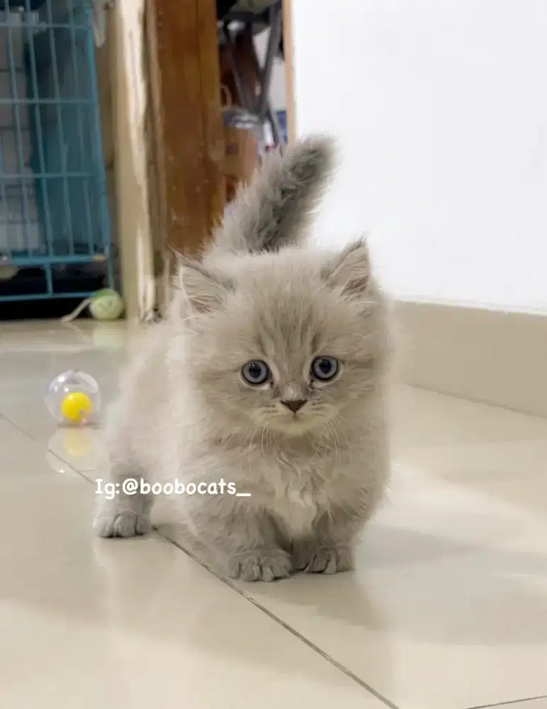 Kucing Munchkin British Longhair