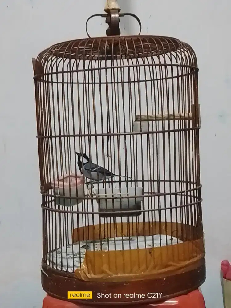 Glatik rajin bunyi
