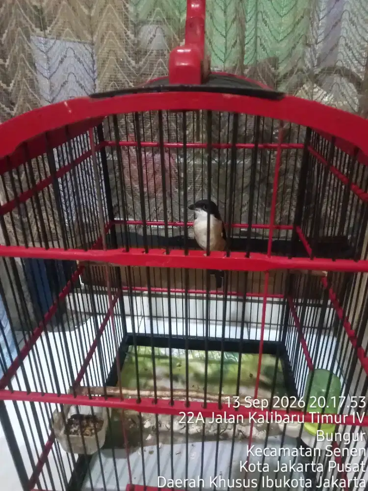 Bismillah jual berkah apa adanya  burung pentet kepala hitam fukset