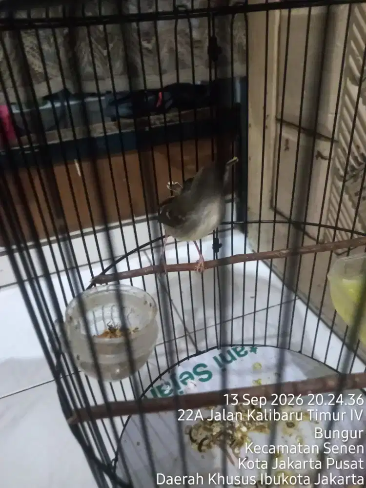 Bismillah jual berkah apa adanya burung cisem plus kandang
