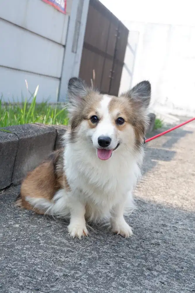 Jual corgi indukan longhair betina