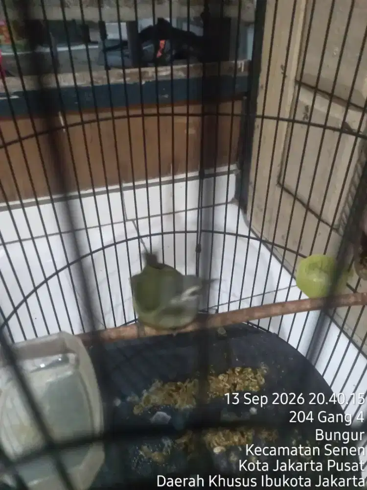 Bismillah jual berkah apa adanya burung opyor jawa plus kandang