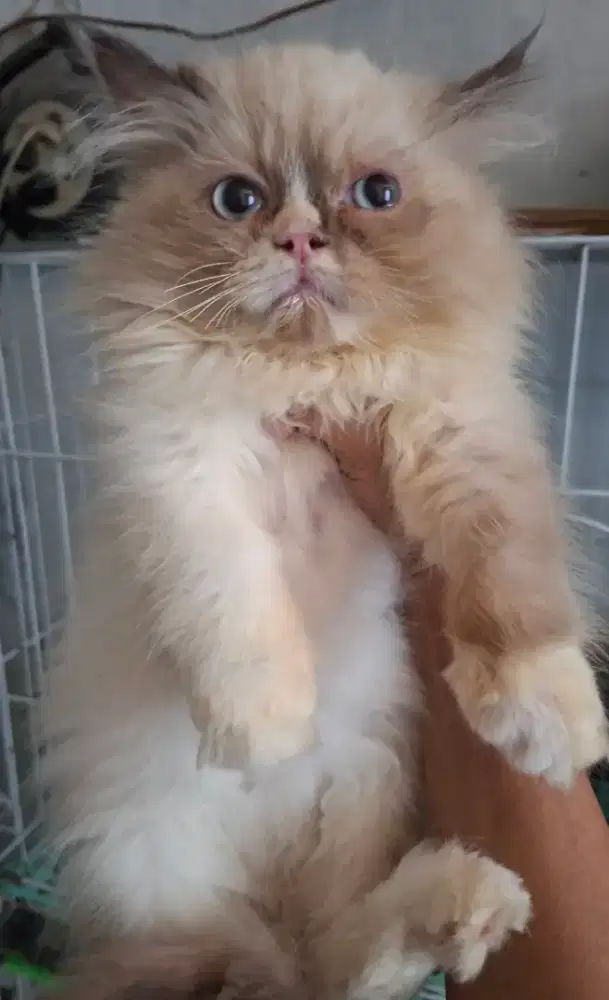 Kucing ragdol/kitten ragdol jantan/kucing ragdol  betina