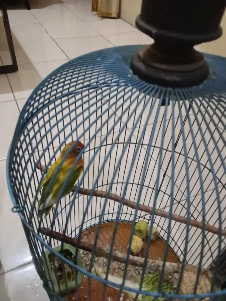 Jual burung Lovebird sesuai foto