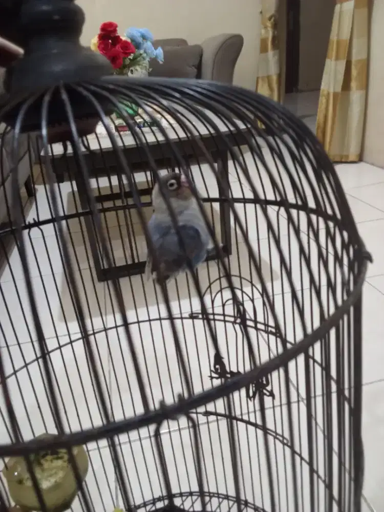 Jual burung Lb Lovebird betina putih biru