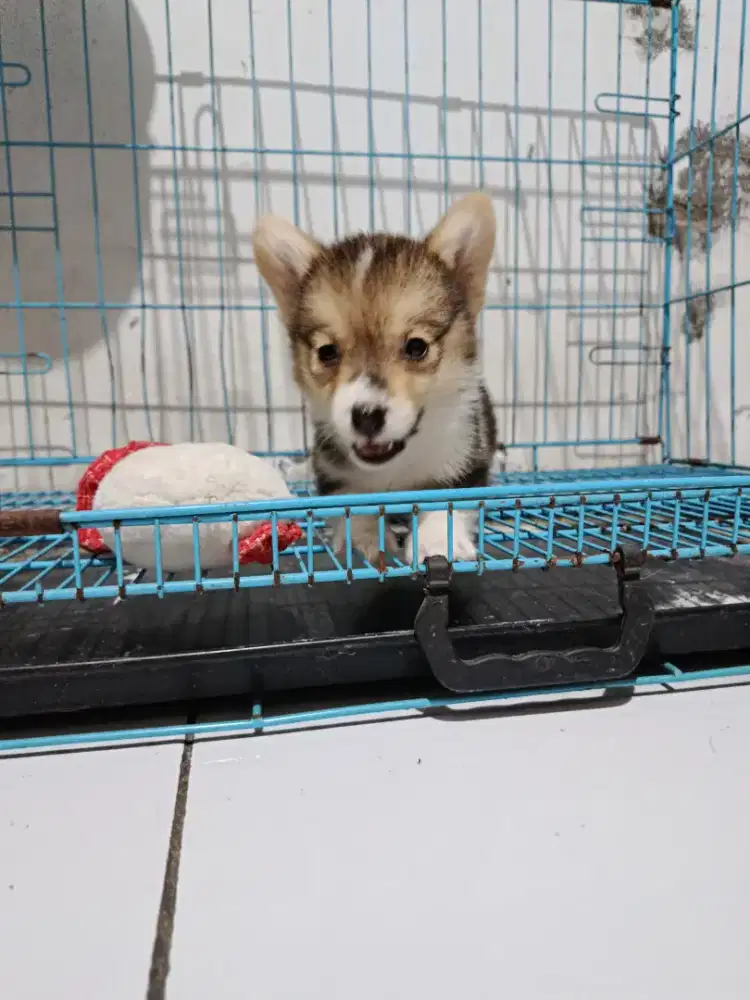 Jual anakan corgi