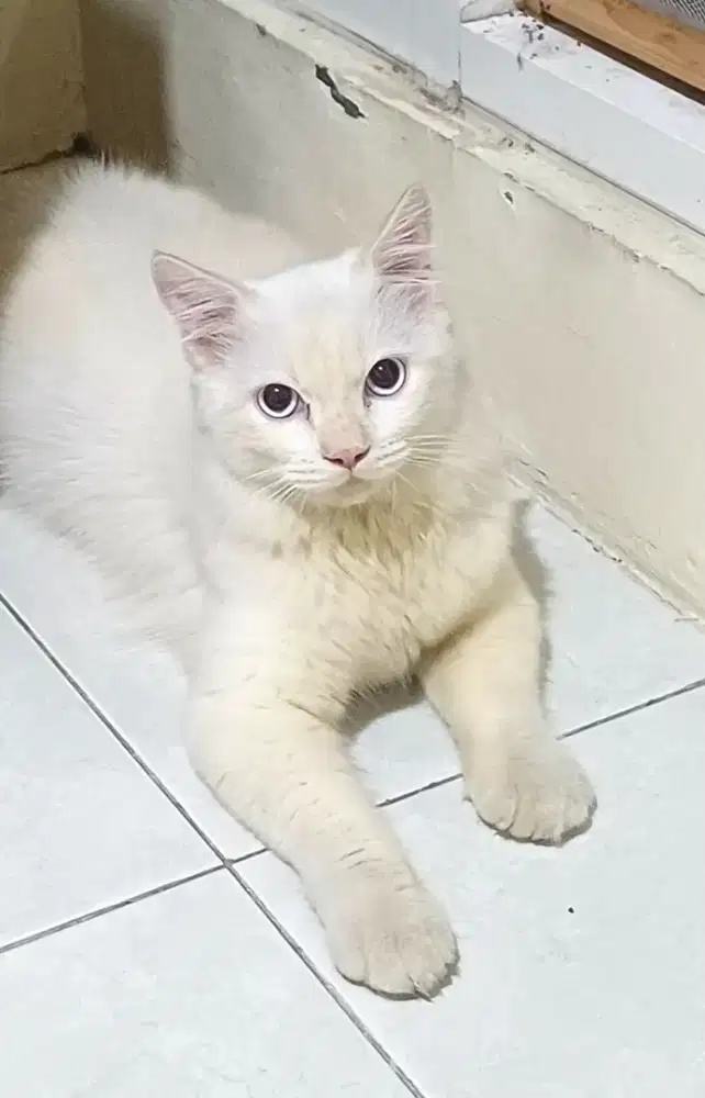 Kucing Persia Jantan