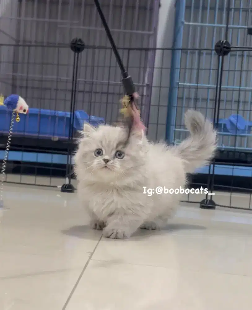 Kucing Munchkin British Longhair