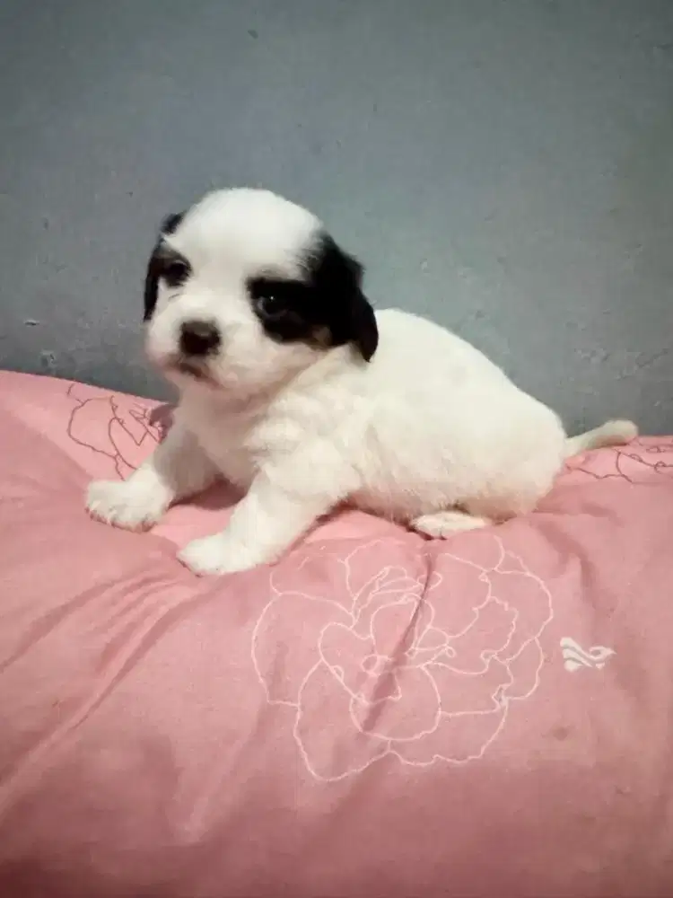 anak anjing maltisu betina good quality