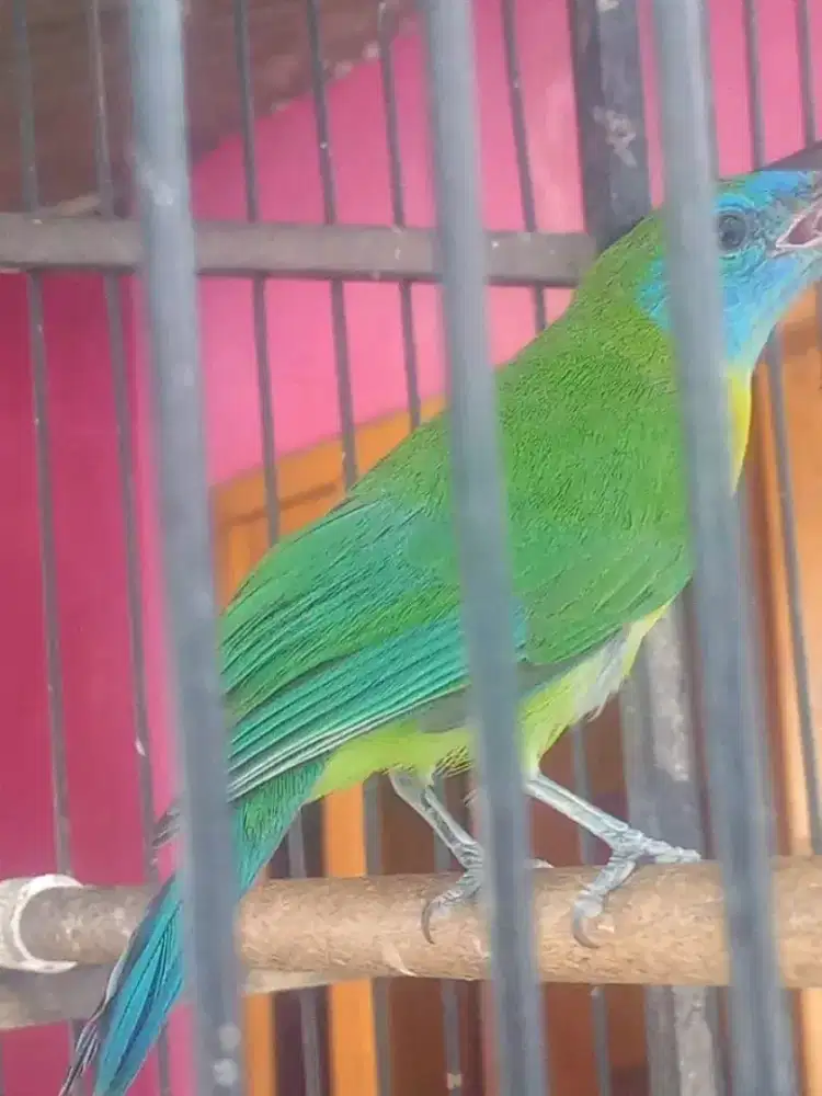 anakan cucakinoy jantan