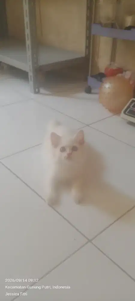 Kitten Persia Flatnose