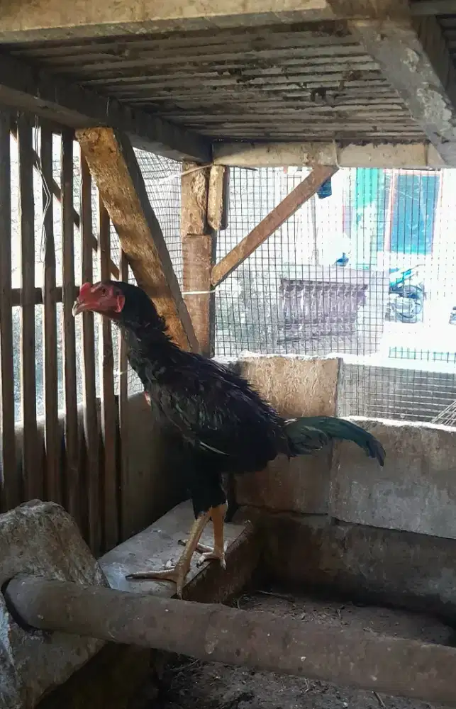 Ayam Bangkok Janggaran super