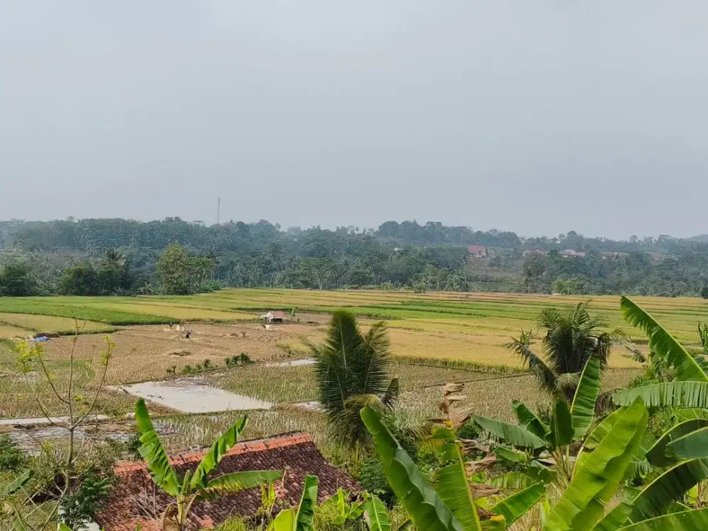Dijual Sawah Produktif Luas 8.000 m² SHM di Pondoksalam Purwakarta – Air Melimpah & Akses Mobil