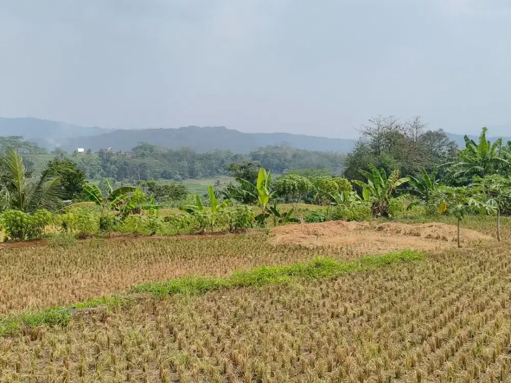 Sawah Datar Siap Bangun / Tani di Pondoksalam Purwakarta – Akses Mobil Sampai Lahan, 250rb/m² Nego