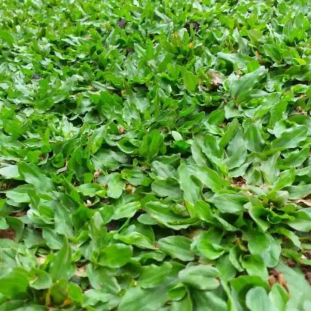 Jual Rumput Gajah Mini Jabodetabek Cocok Untuk Rumah Dan Kantor