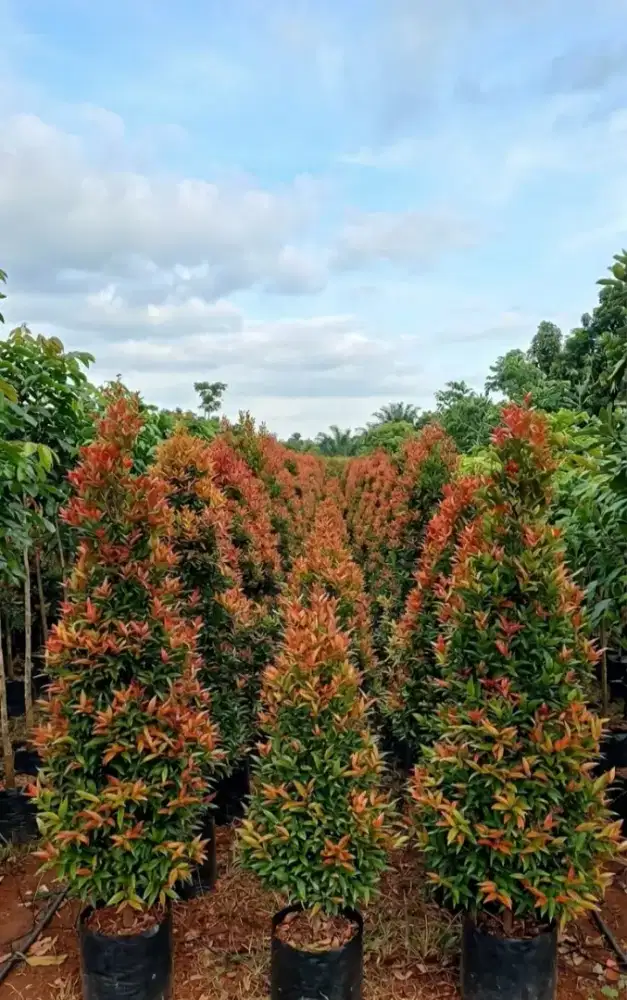 Jual Tanaman Hias Pohon Pucuk Merah Berbagai Macam Ukuran