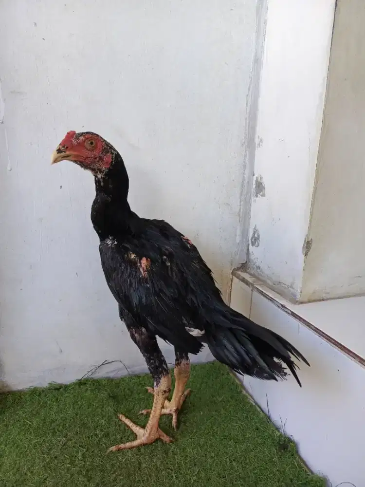 anakan ayam Bangkok