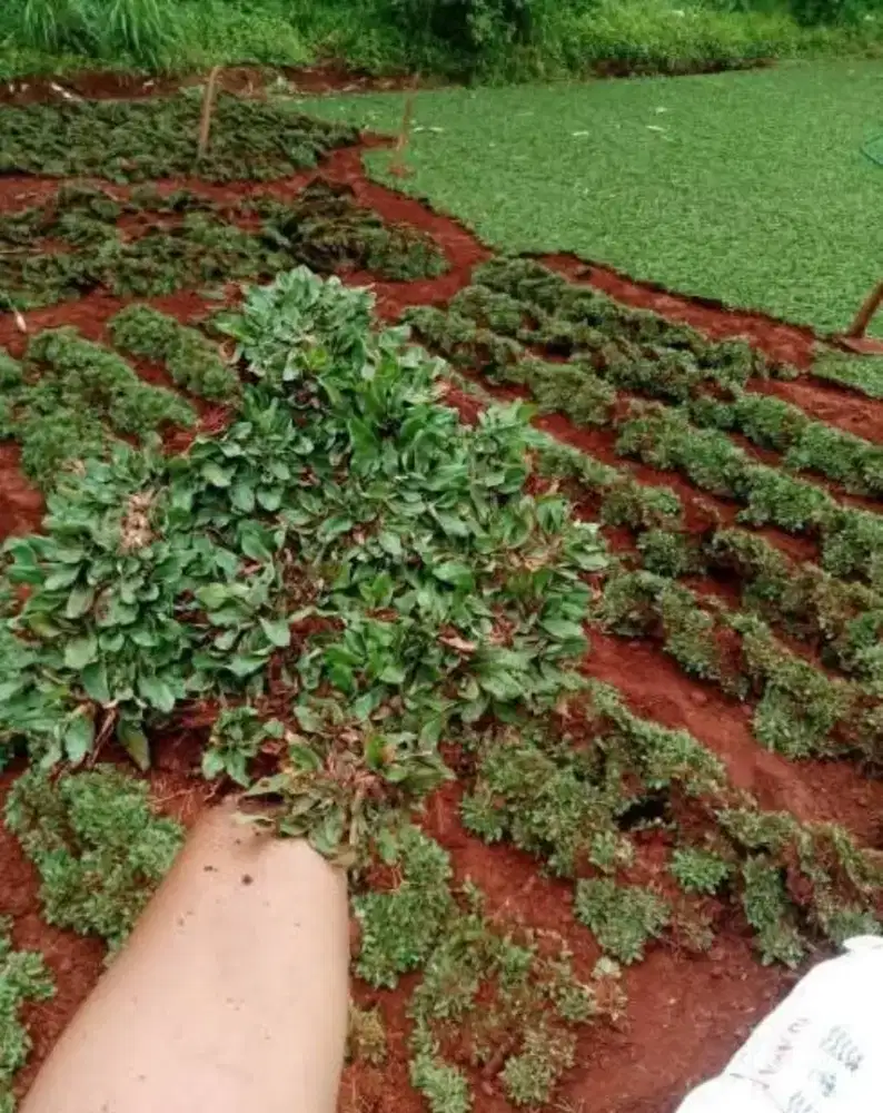 Jual Rumput Gajah Mini Per Meter cocok untuk rumah dan kantor