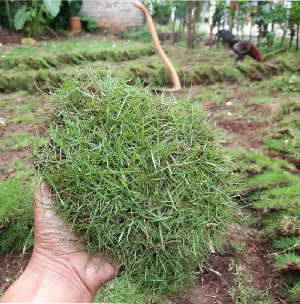 Jual Rumput Jepang per meter cocok untuk halaman rumah dan kantor