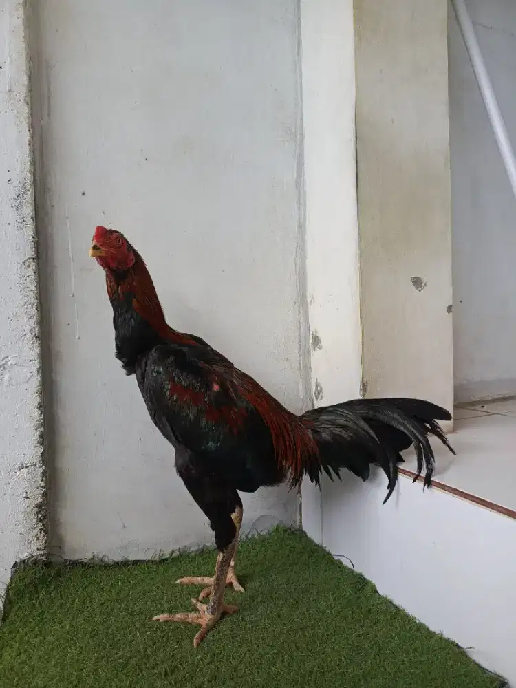ayam koytrat muda