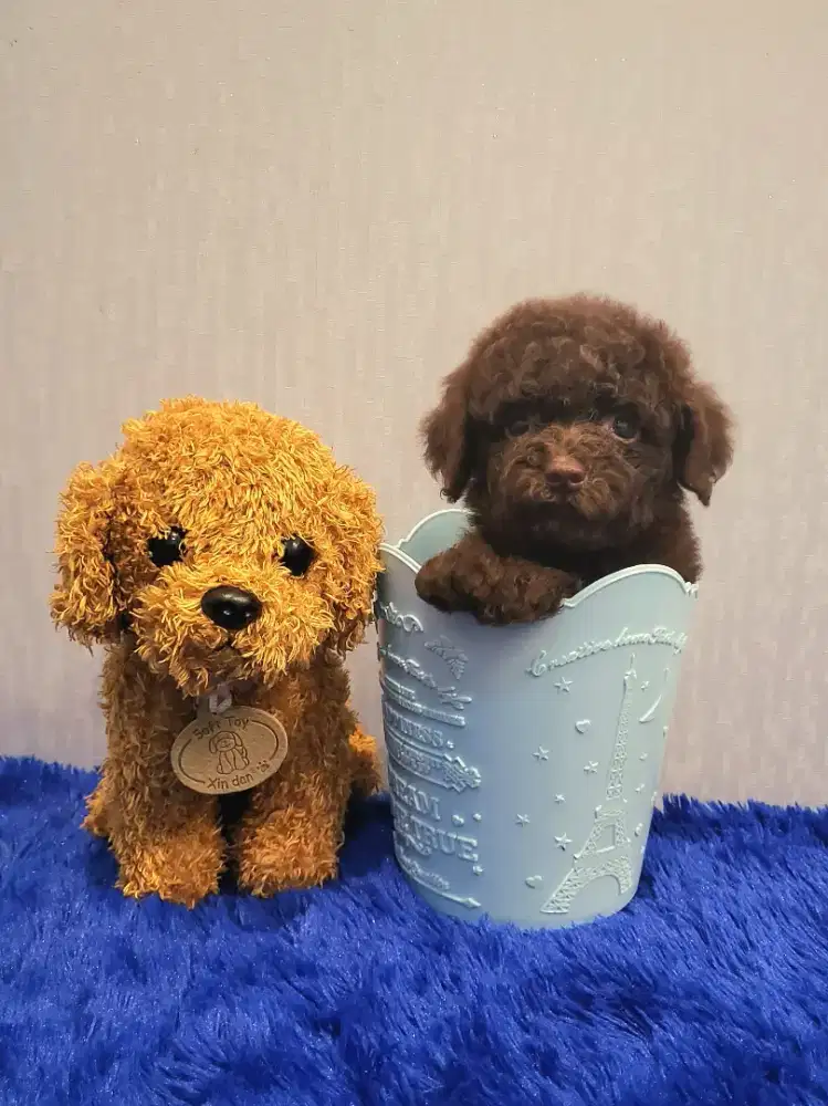 Toy Poodle Choco (brown)